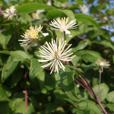 clematis-1586994_1920